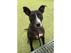 Adopt Rizz a Black American Pit Bull Terrier / Mixed dog in Fishers