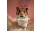 Adopt Pepperjack a Hamster