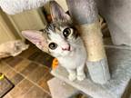 Adopt Aspen a Brown Tabby Domestic Shorthair / Mixed (short coat) cat in Spring