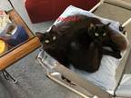 Adopt panther a All Black American Shorthair / Mixed (short coat) cat in