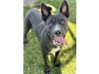 Adopt Crockett a Black American Pit Bull Terrier / Border Collie / Mixed dog in