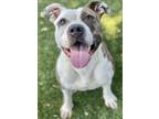 Adopt Evie a White American Pit Bull Terrier / Mixed dog in Red Bluff