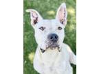 Adopt Octavia a White American Pit Bull Terrier / Mixed dog in Red Bluff
