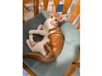 Adopt Sammy a Orange or Red Tabby Domestic Shorthair / Mixed cat in Rochester