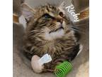 Adopt Ricky & Lucy a Domestic Mediumhair / Mixed (medium coat) cat in Naugatuck
