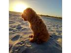 Goldendoodle Puppy for sale in Cameron, SC, USA