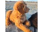 Goldendoodle Puppy for sale in Cameron, SC, USA