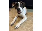 Adopt Wesley a Brindle - with White Boxer / Mixed dog in greenville