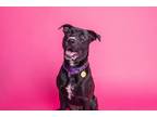 Adopt SPARKLES a Labrador Retriever / American Pit Bull Terrier / Mixed dog in