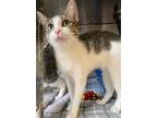 Adopt Daffodil a Domestic Shorthair / Mixed (short coat) cat in Vineland