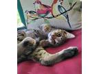 Adopt Tabitha a Domestic Shorthair / Mixed cat in Ellijay, GA (38595152)
