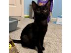 Adopt Meatball a Domestic Shorthair / Mixed cat in Spring Hill, KS (38382221)