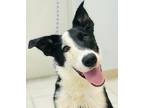 Adopt Korvo a Border Collie / Australian Shepherd / Mixed dog in Osage Beach