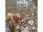 Adopt Wylie a Labrador Retriever, Rhodesian Ridgeback