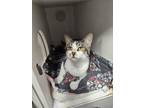 Adopt Garam Masala a Domestic Short Hair