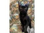 Adopt BOWS - sister to Stitch & Buttons a All Black Domestic Shorthair / Mixed