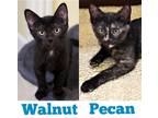Adopt Walnut a All Black Domestic Shorthair / Domestic Shorthair / Mixed cat in