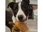 Adopt Charlie a Pit Bull Terrier, Border Collie