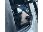 Adopt Charlie a Pit Bull Terrier, Border Collie