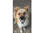 Adopt Cozmo a Collie / Mixed Breed (Medium) / Mixed dog in Tool, TX (38591550)