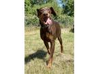 Adopt Xena a Red/Golden/Orange/Chestnut Doberman Pinscher / Mixed dog in