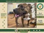 Adopt Casey a Mixed Breed (Medium) / Mixed dog in Melbourne, FL (38550109)