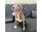 Adopt Lettie a Gray/Silver/Salt & Pepper - with Black Mixed Breed (Medium) /