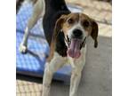 Adopt Squidward a Treeing Walker Coonhound