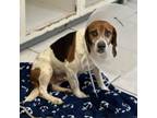 Adopt Duke a Beagle