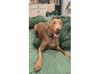 Adopt WINSTON a Doberman Pinscher