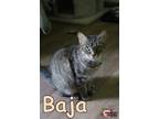 Adopt Baja a Domestic Shorthair / Mixed (short coat) cat in Douglasville