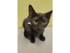 Adopt Ziggy a All Black Domestic Shorthair / Mixed (short coat) cat in Dickson