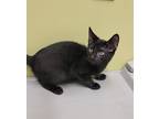 Adopt Zachary a All Black Domestic Shorthair / Mixed (short coat) cat in