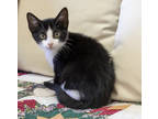 Adopt Petunia-9513 a All Black Domestic Mediumhair / Domestic Shorthair / Mixed