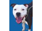Adopt Albus a American Staffordshire Terrier / Mixed dog in Rockport