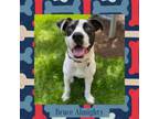 Adopt Bruce Almighty a Mixed Breed