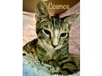 Adopt Cosmos a Brown Tabby Domestic Shorthair (short coat) cat in New Milford