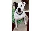 Adopt Jedi a American Pit Bull Terrier / Mixed Breed (Medium) / Mixed dog in