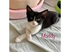 Adopt Maddy a Black & White or Tuxedo Domestic Shorthair (short coat) cat in New