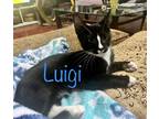 Adopt Luigi a Black & White or Tuxedo Domestic Shorthair (short coat) cat in New