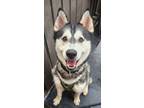 Adopt Kai a Siberian Husky