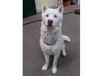 Adopt Avalanche a Husky