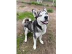 Adopt Meeko a Husky