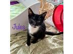 Adopt Jules a Black & White or Tuxedo Domestic Shorthair (short coat) cat in New