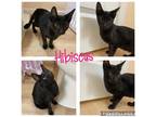 Adopt Hibiscus a All Black Domestic Shorthair (short coat) cat in New Milford