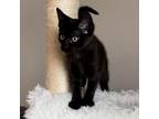 Adopt Arial's Kitten: Papyrus a All Black Domestic Shorthair / Mixed cat in