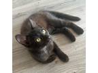 Adopt Arial's Kitten: Georgia a All Black Domestic Shorthair / Mixed cat in