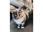 Adopt Mittens a Calico or Dilute Calico Calico / Mixed (medium coat) cat in