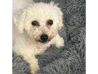 Adopt Mitzi - CHLOE a White - with Tan, Yellow or Fawn Bichon Frise / Mixed dog