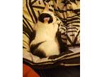 Adopt Willow a Black & White or Tuxedo Domestic Shorthair / Mixed (short coat)